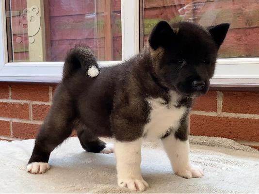 Japanska Akita.